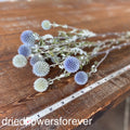 Echinops (Globe Thistle)