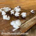 Cotton Branches