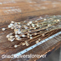 Poppy Pods (Papaver Rhoeas)