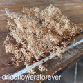 Gypsophila (Baby’s Breath) - Preserved
