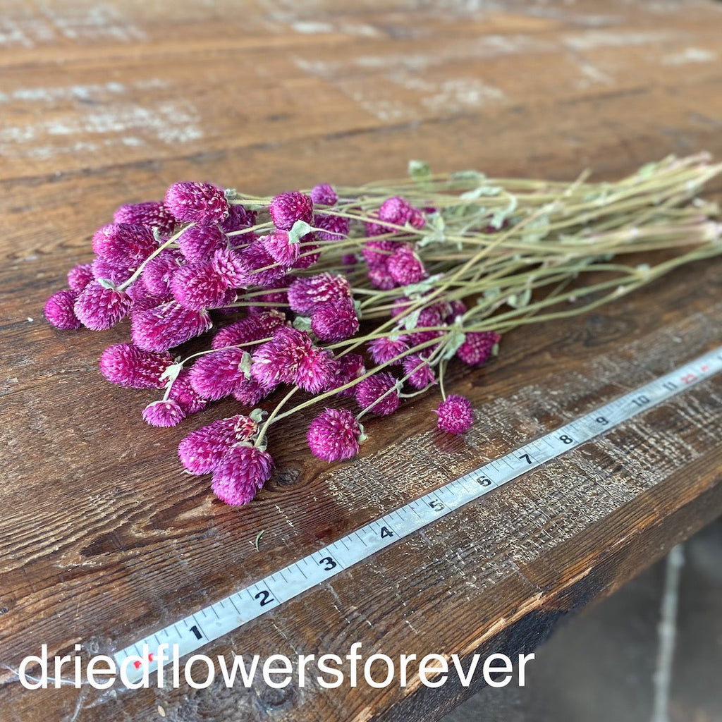 Gomphrena (Globe Amaranth) - Purple