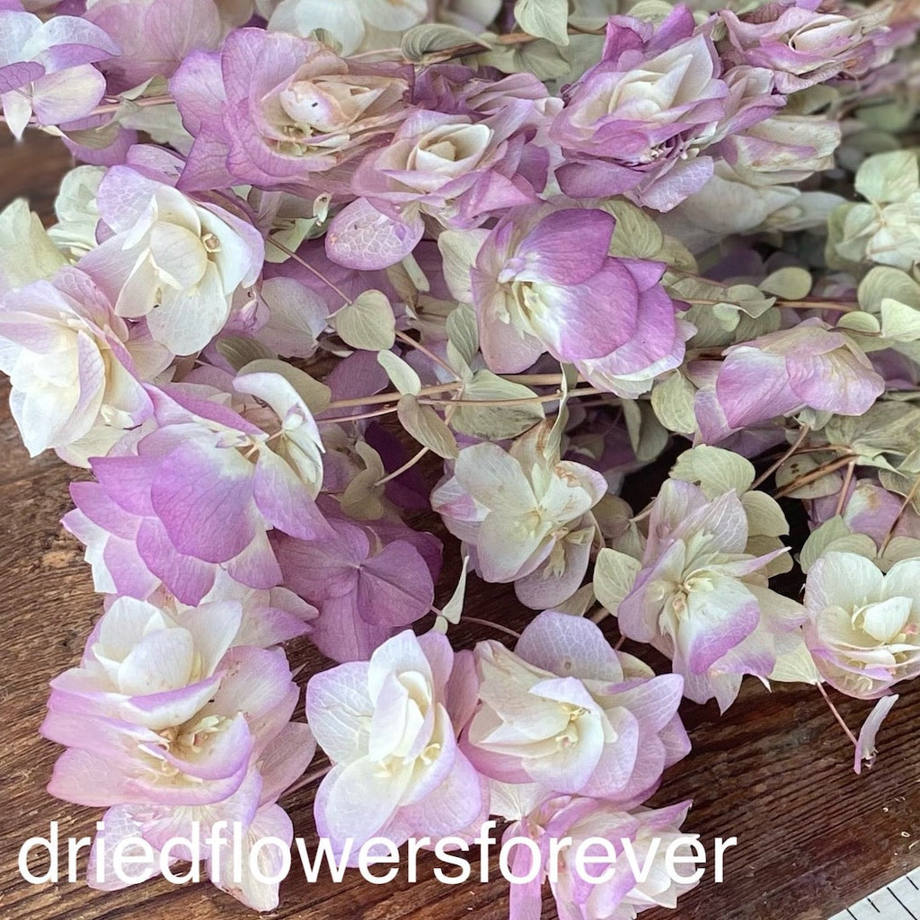 Oregano - Kent Beauty