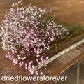 Gypsophila (Baby’s Breath)- Pink