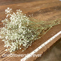 Baby's Breath (Gypsophila) - White