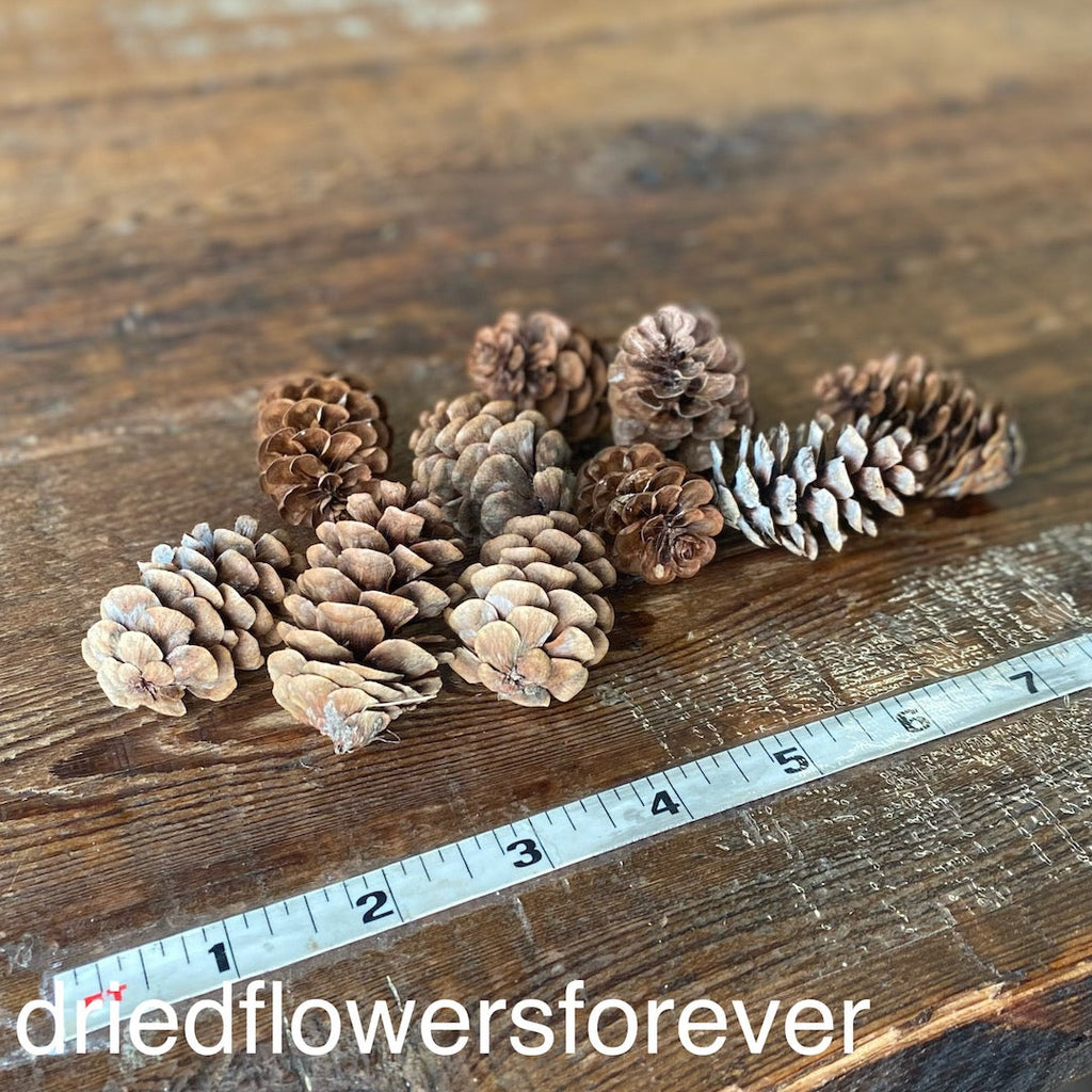 Pine Cones - 10 Heads