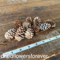 Pine Cones - 10 Heads