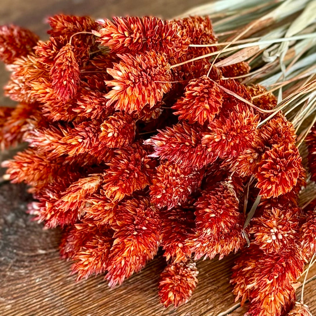 Phalaris - Orange