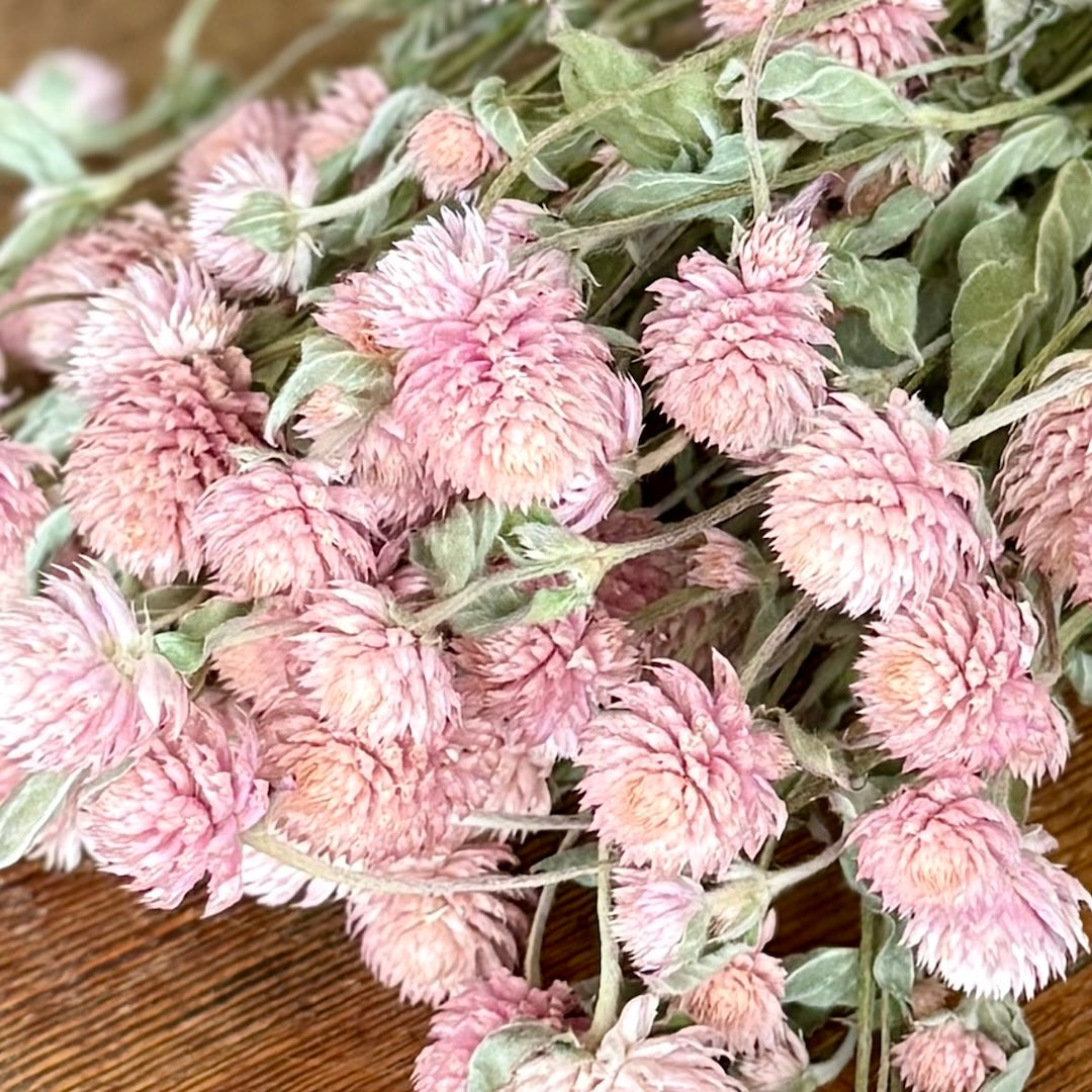 Globe Amaranth (Gomphrena) - Pink