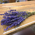 Larkspur - Blue Purple - Delphinium