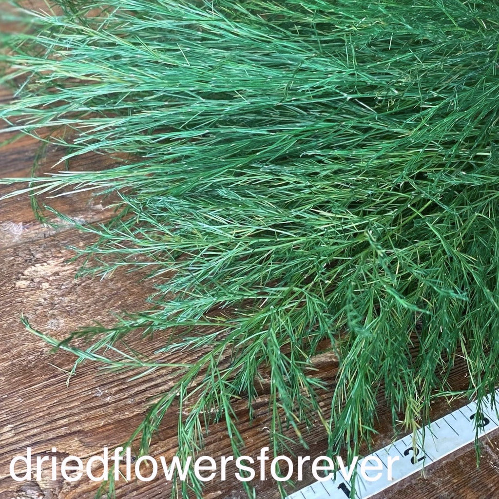 Tree Fern - Green (Preserved)