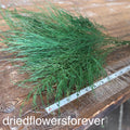 Tree Fern - Green (Preserved)